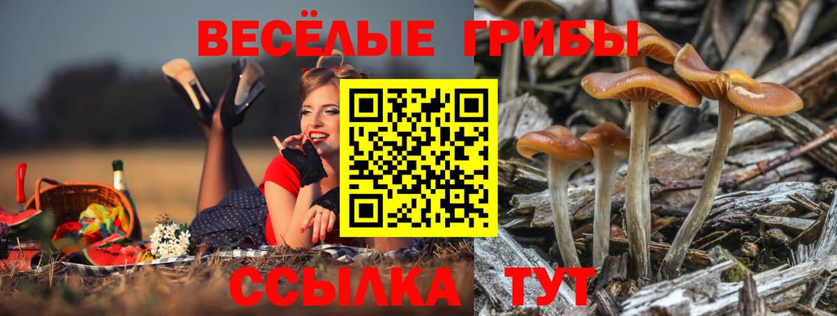 Галлюциногенные грибы Cubensis Лесосибирск